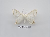 藏品(尺蛾325)的圖片